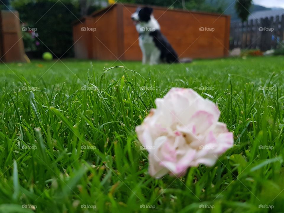 Pink Flower and in the background is a dog 🌸