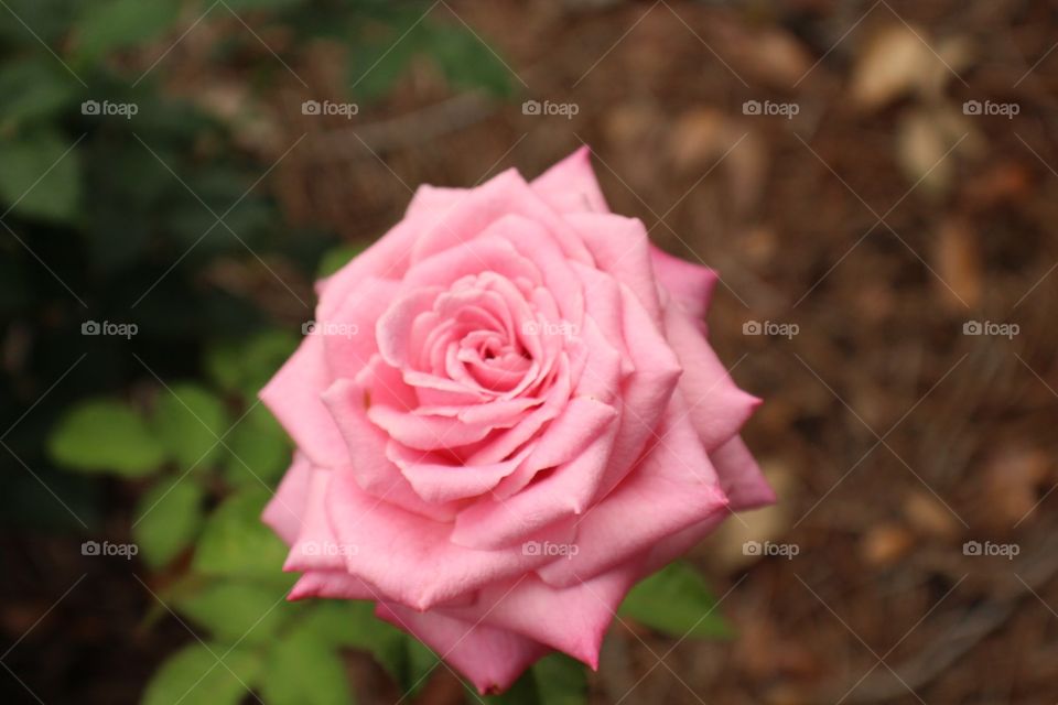 Flower, Rose, No Person, Petal, Nature