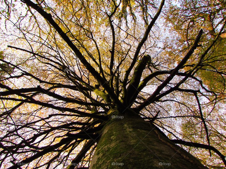 Autumn oak in  the middle of Exmoor