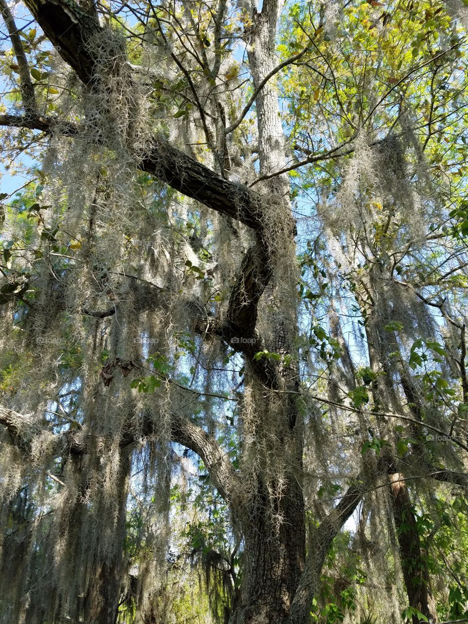 Mossy tree hanging over the swamp