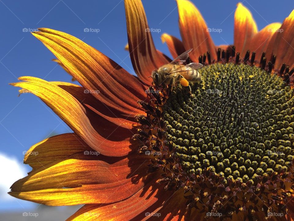 Honeybee on a sunflower 