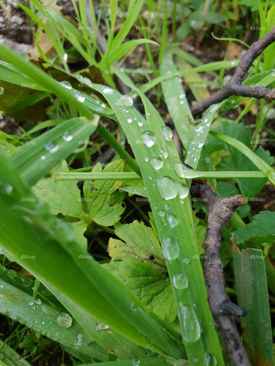 raindrops on grass 4k photo