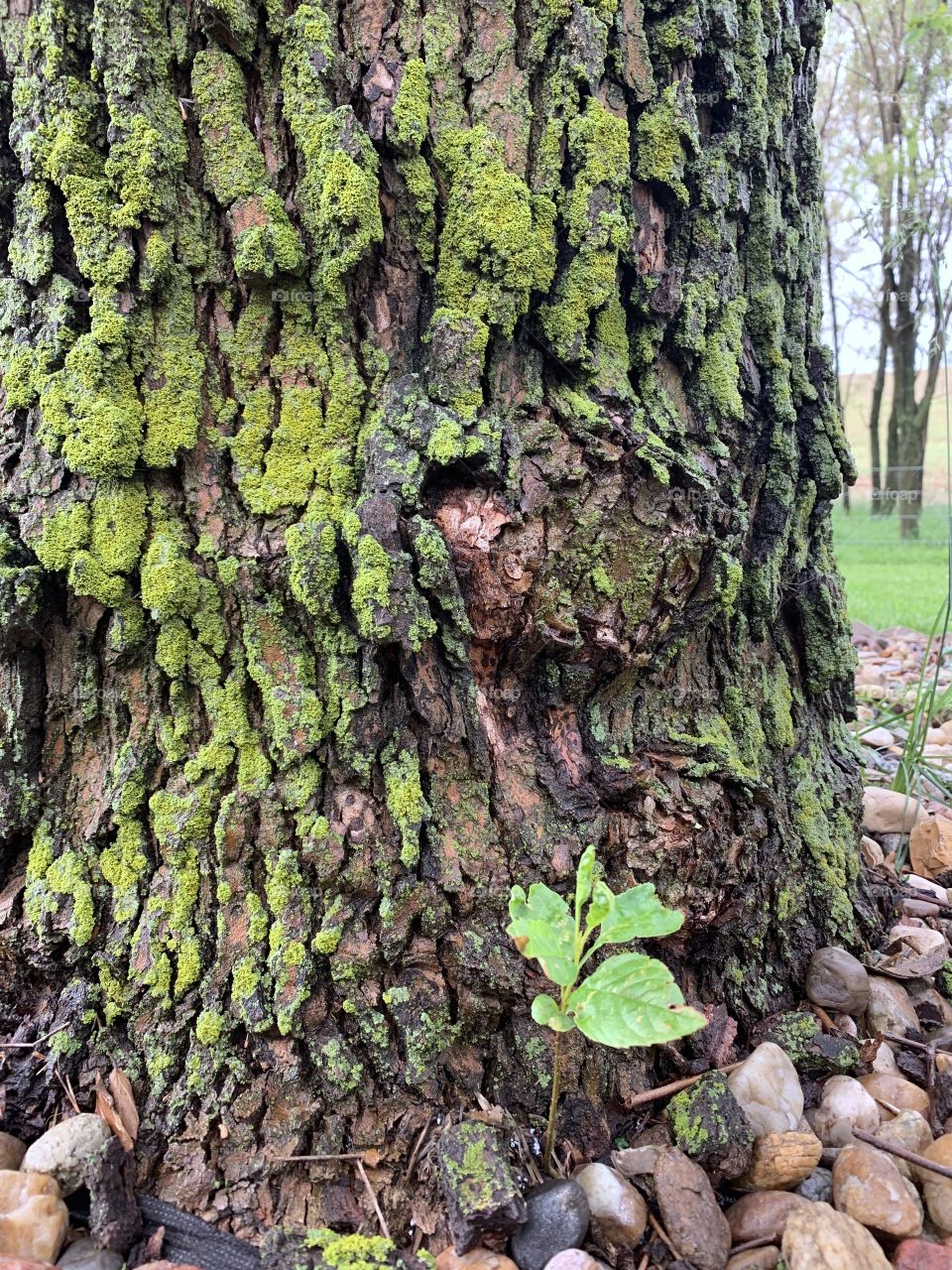 Colorful moss on the jagged bark of a giant Sycamore tree in spring, small leafy shoot at its base, blurred grass and tree trunks in the background