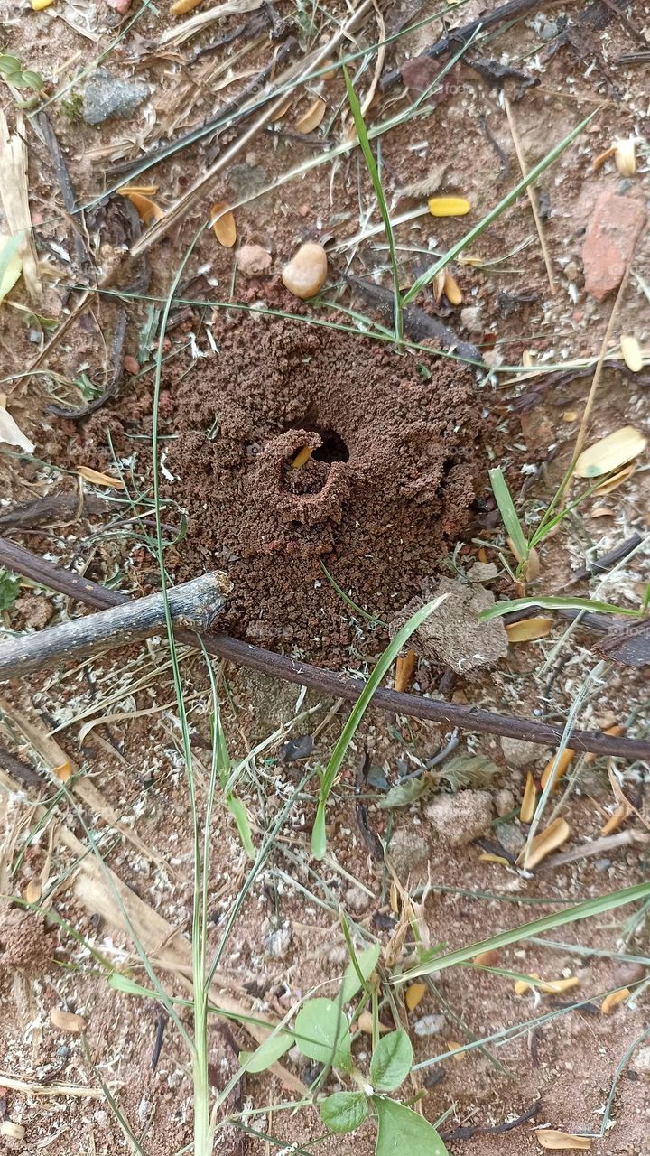 abandoned ant colony