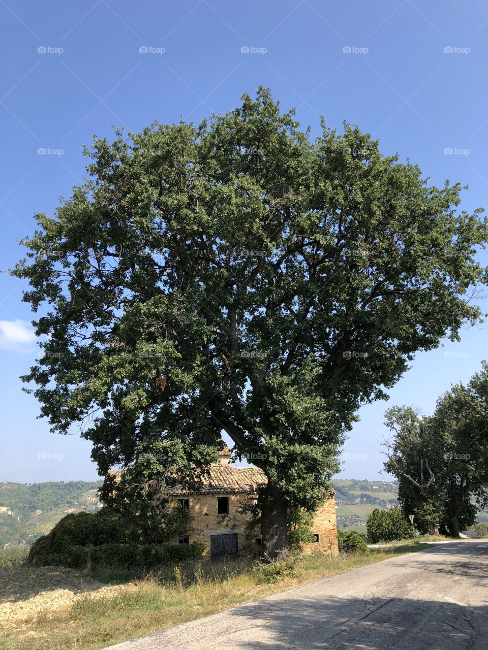 Big oak tree frnt of an abandoned house