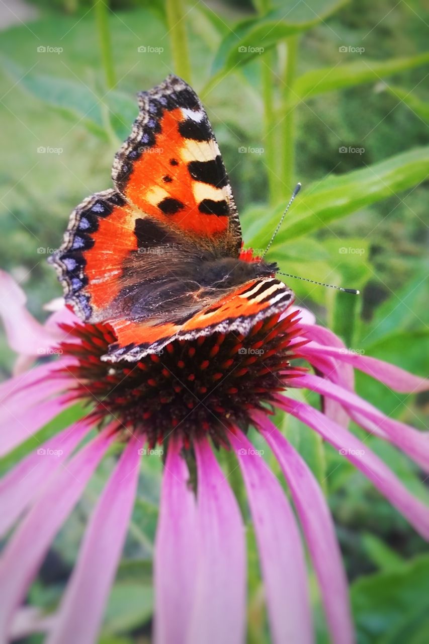 butterfly. flower