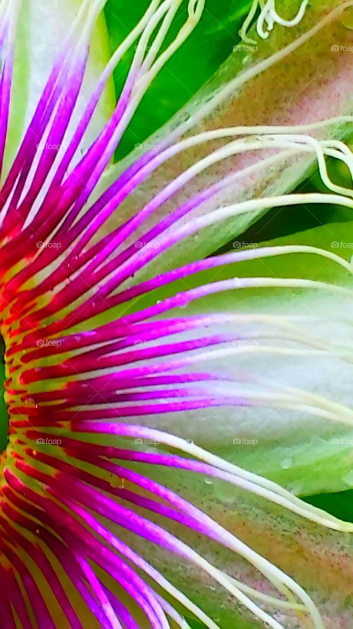 "Vibrant Passion Flower"