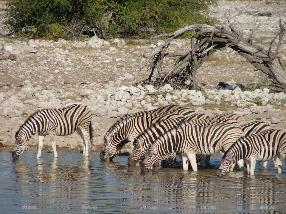 they are animal but some times they have feel love each other