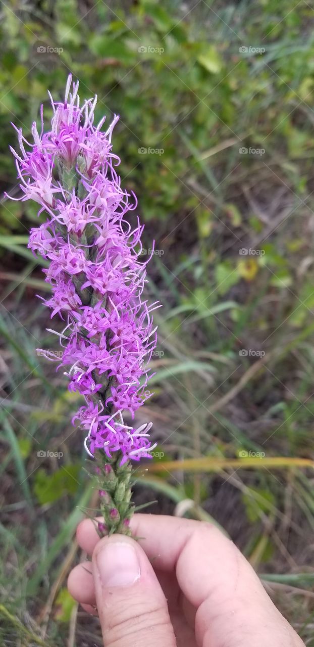 One of my favorite fall prairie flowers, Texas gayfeather aka Texas blazing star (Liatris punctata var. mucronata) always puts up brilliant spikes of purple that reach 1-3 feet tall.