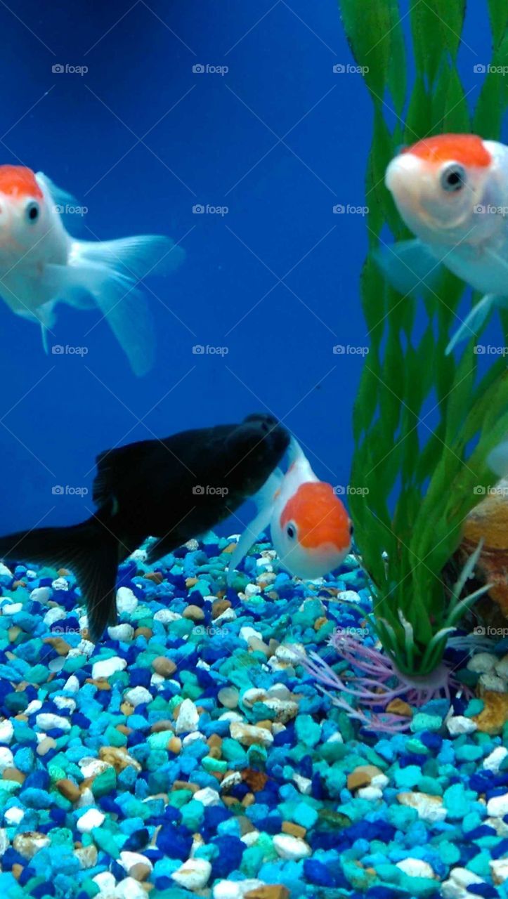 Underwater, Aquarium, Fish, Goldfish, Swimming