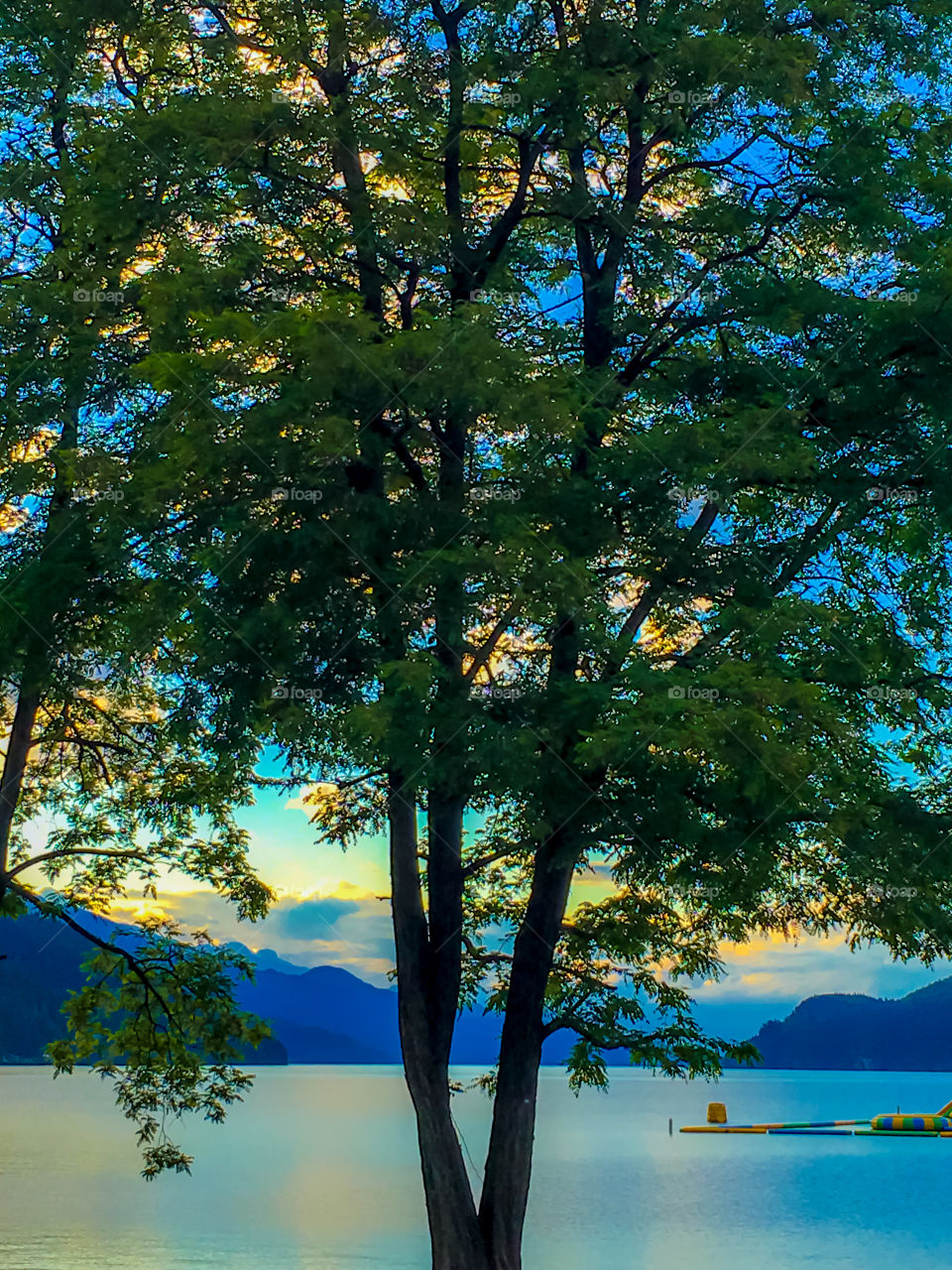 Translucent image of tree against a lake 