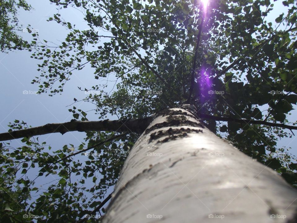 tree, birch
