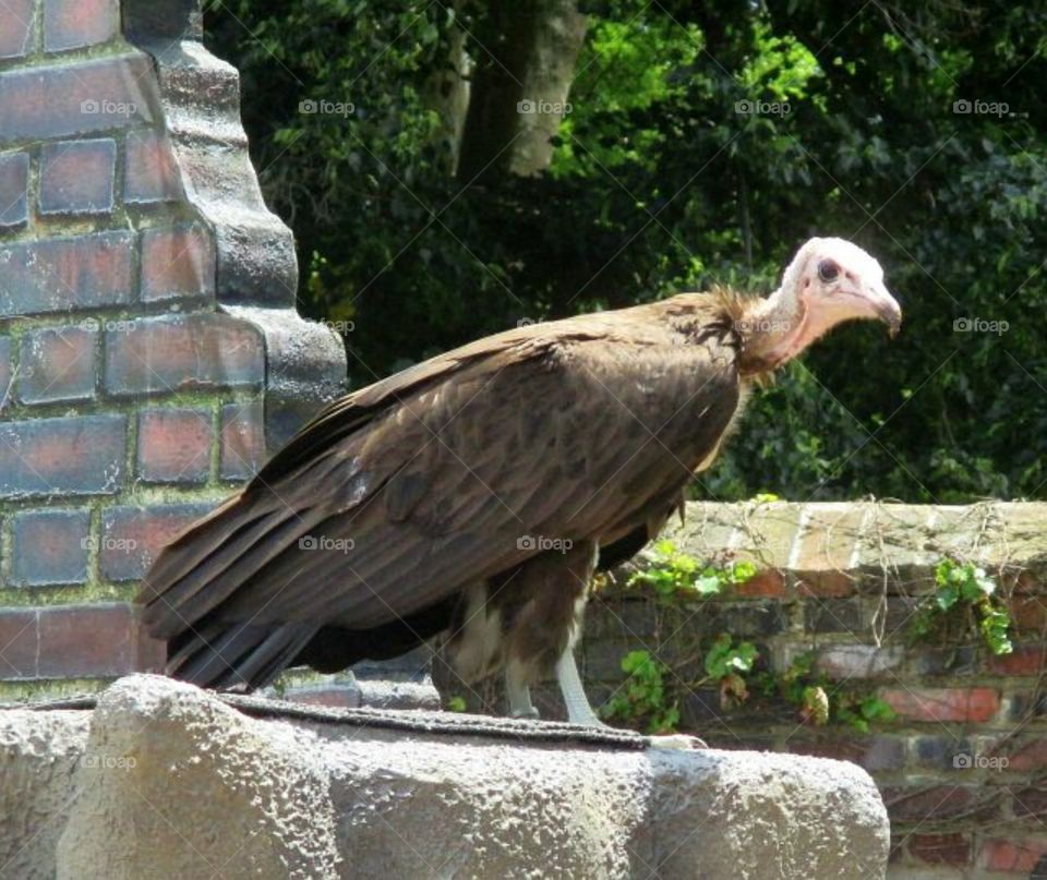 Vulture at the National Aviary in Pittsburgh