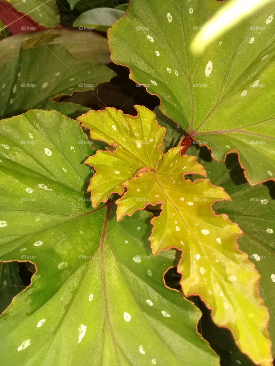 Lush foliage.  beautiful green with yellow,red and White. Nature is wonderful. I love nature.