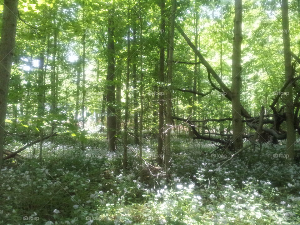 the woods. a nature preserve