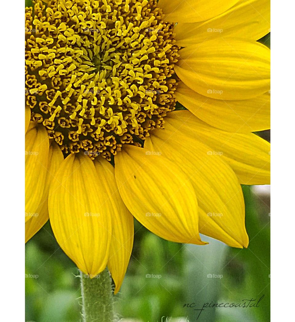 A bright yellow flower which is actually only inches wide