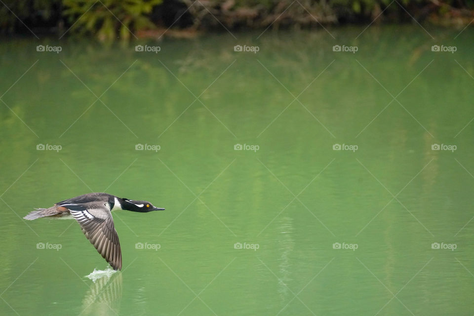 skimming the water