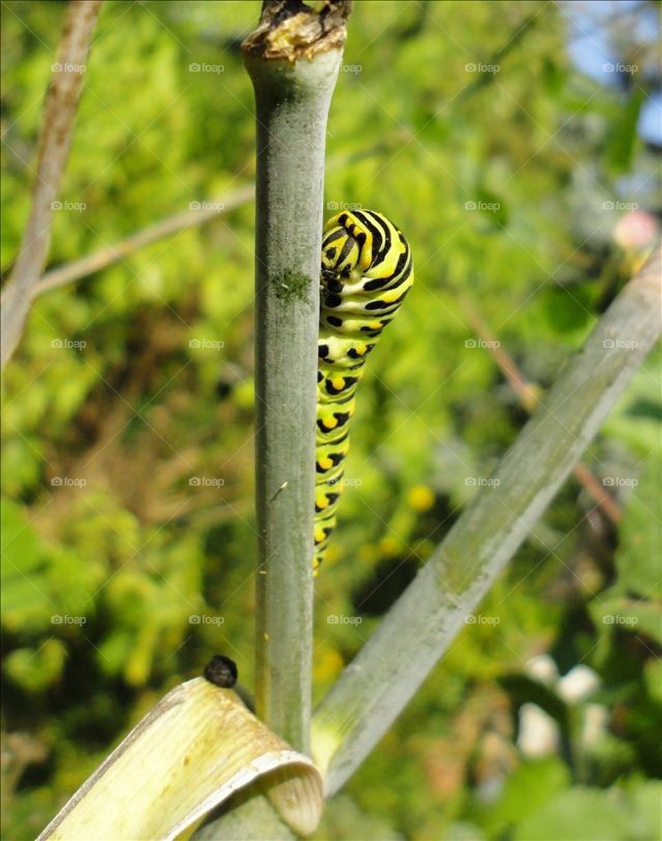 the large yellow eating machine