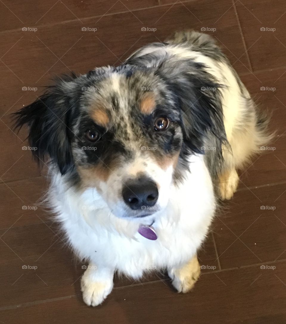 Miniature Australian Shepherd dog sitting and looking up. 