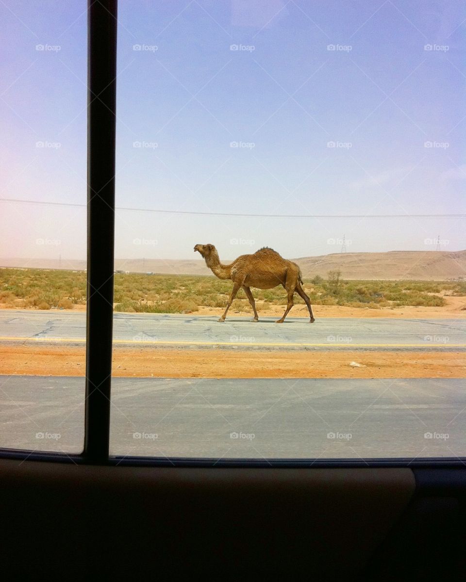 Camel walking on road