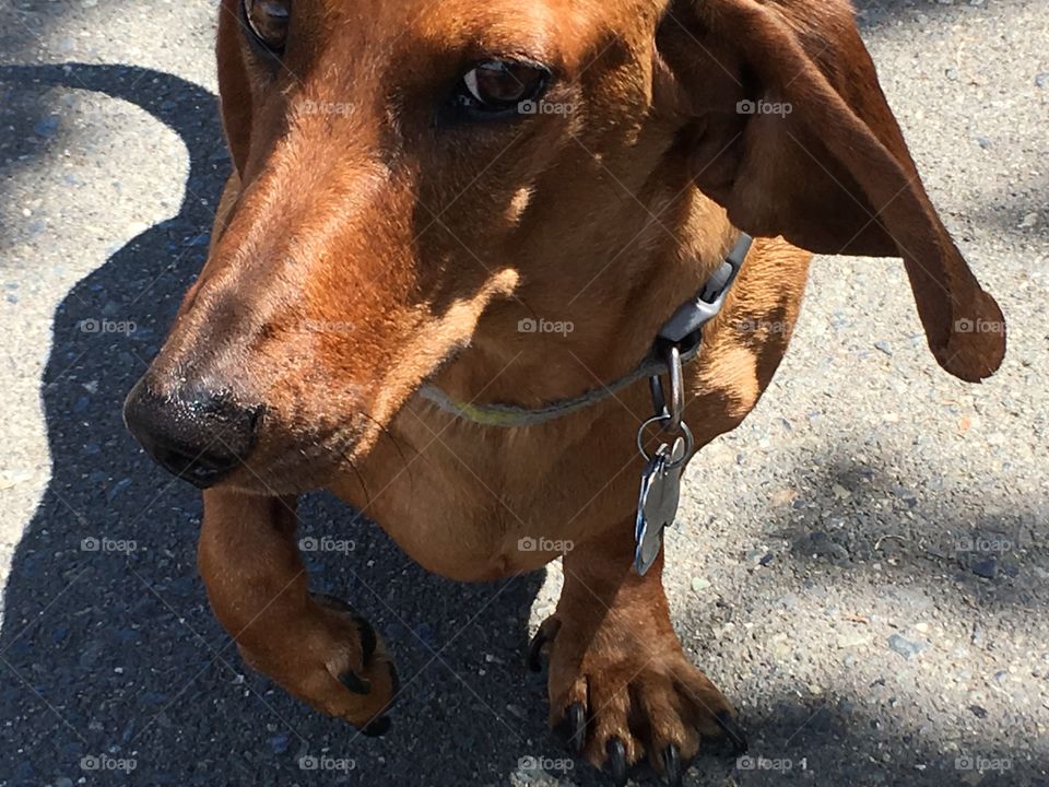 Beautiful dog that avoid to interact with strangers