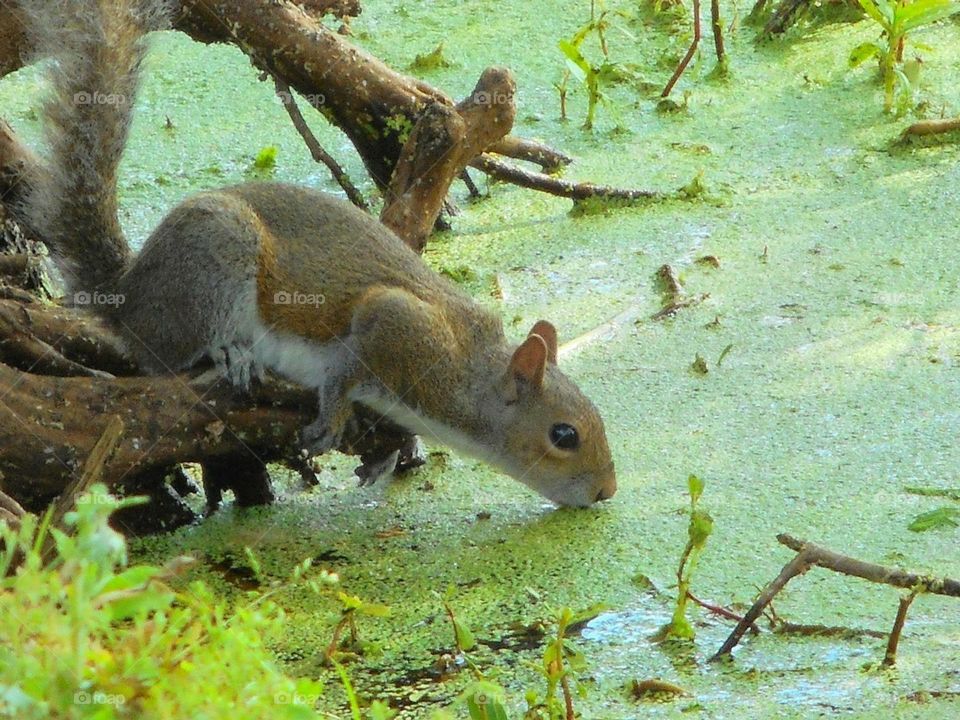 A squirrel standing on a tree branch leans down and gets a drink out of the green water at Lake Lily Park.