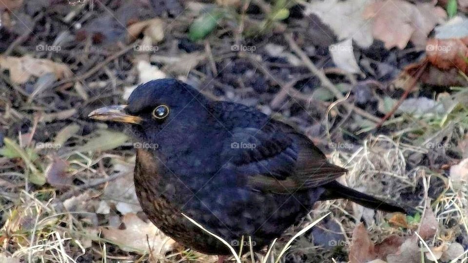 Black bird Close-up