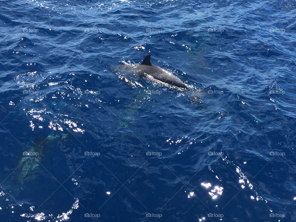 Wild Dolphins!