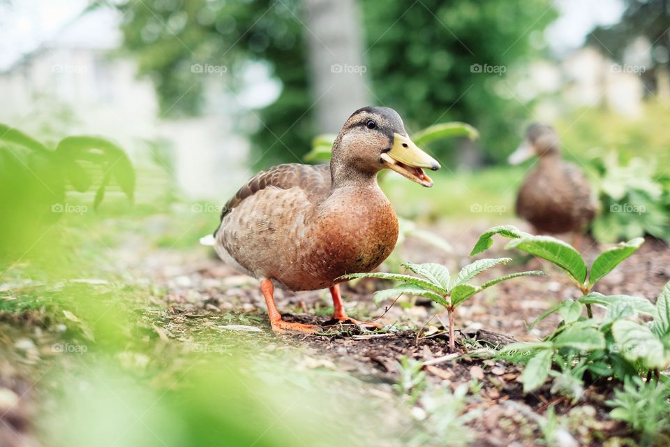 Happy duck