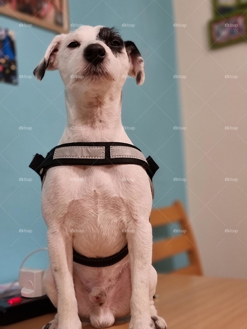 Parson Russell Terrier