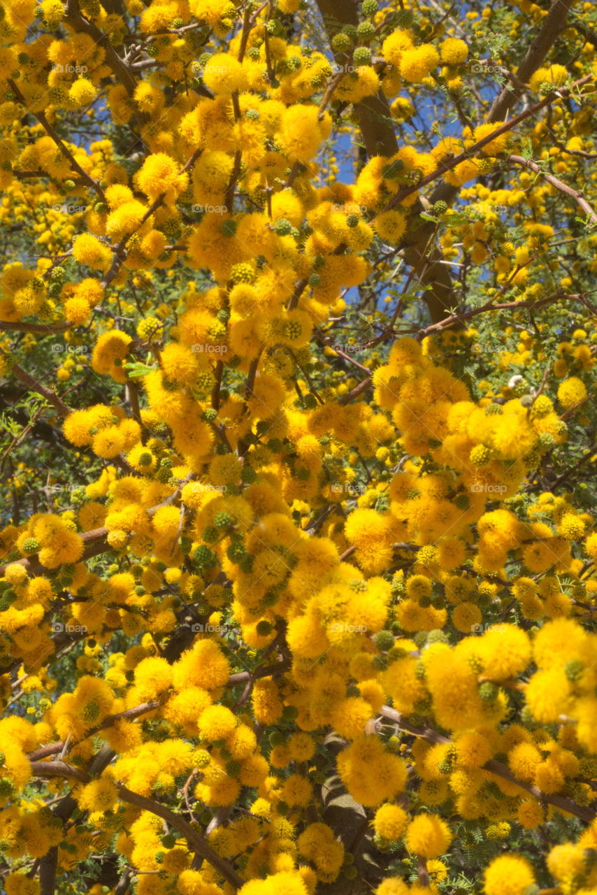 yellow balls of fluff tree spring Arizona