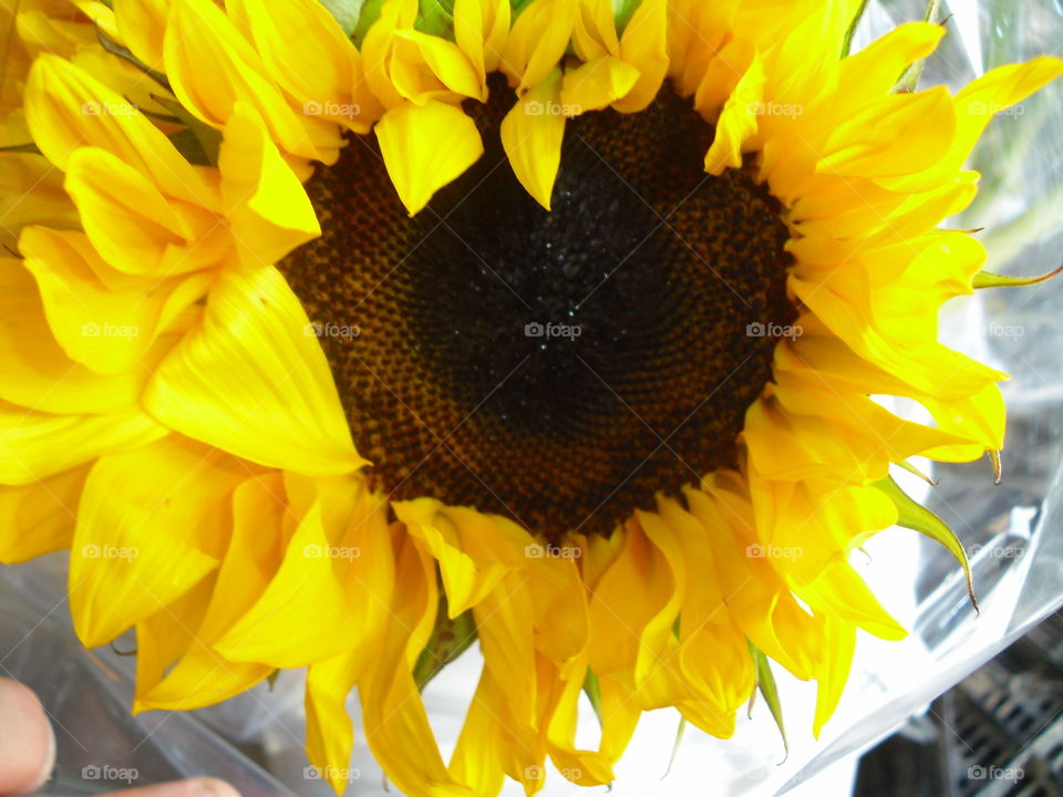 Nature, Flower, Flora, Summer, Sunflower