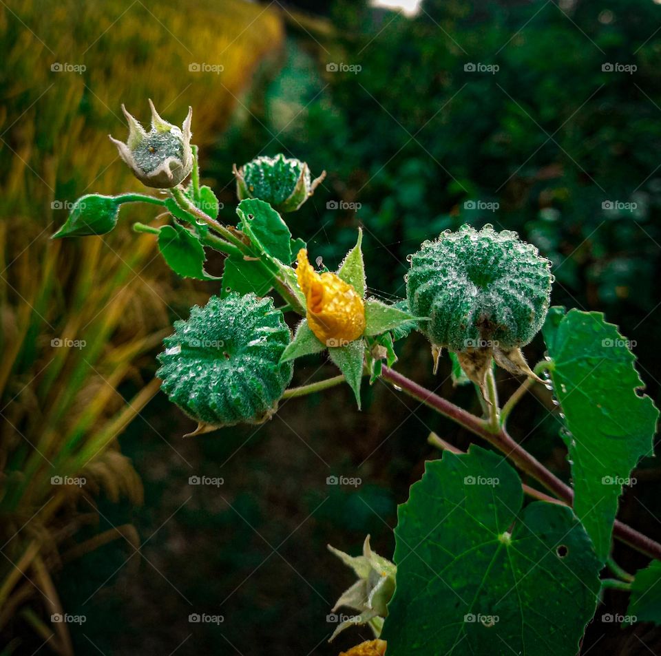 weird flower's and natur love in morning