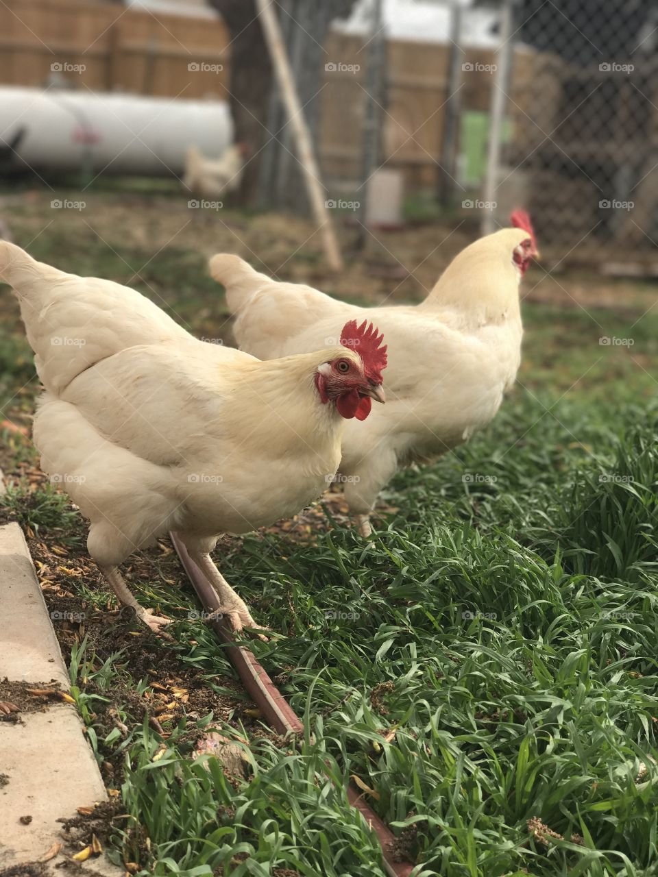 Farm chickens.
