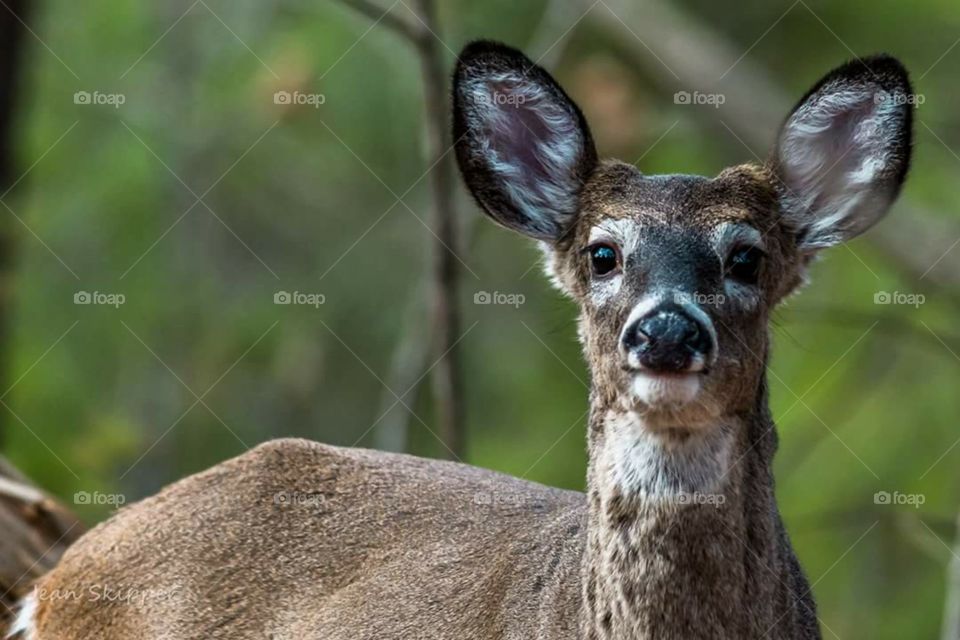 White-tailed Deer