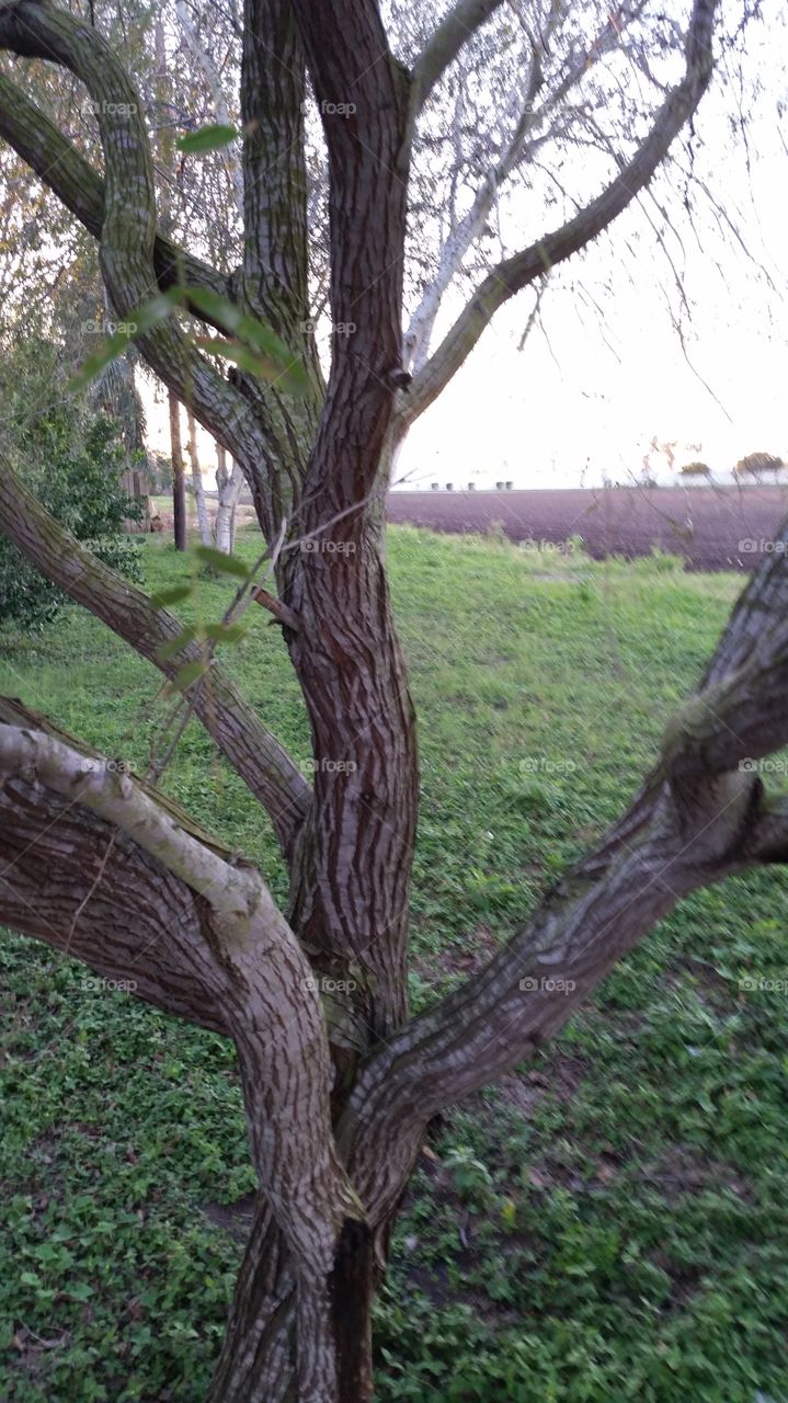 Mesquite  tree