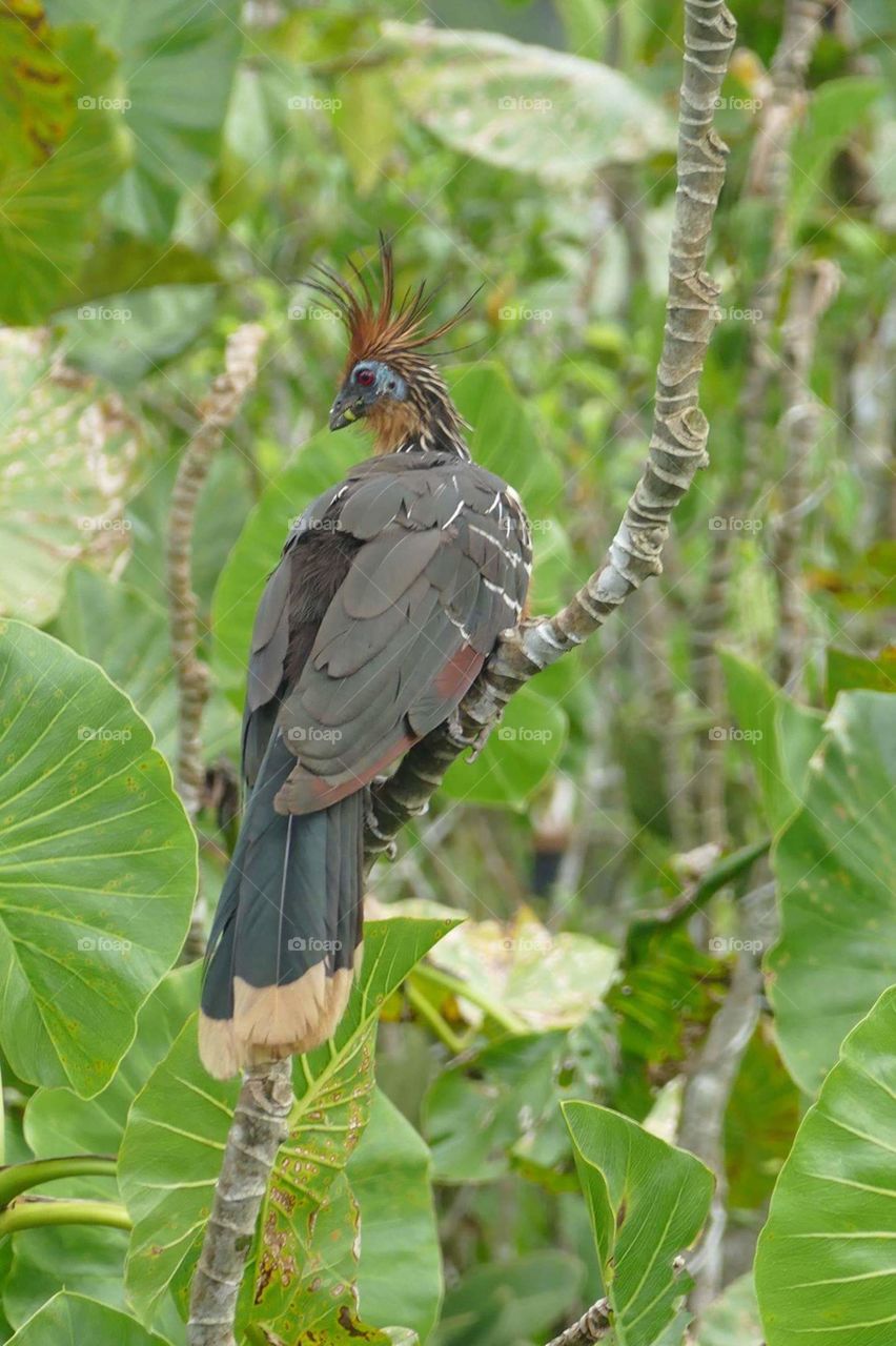 Tropical bird Ecuador