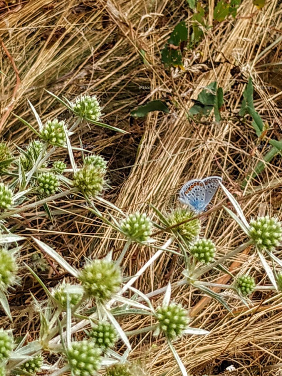 Tender blue butterfly