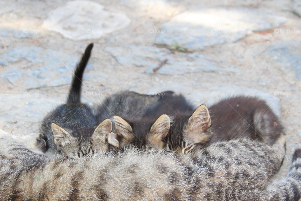 She got 4 little babys