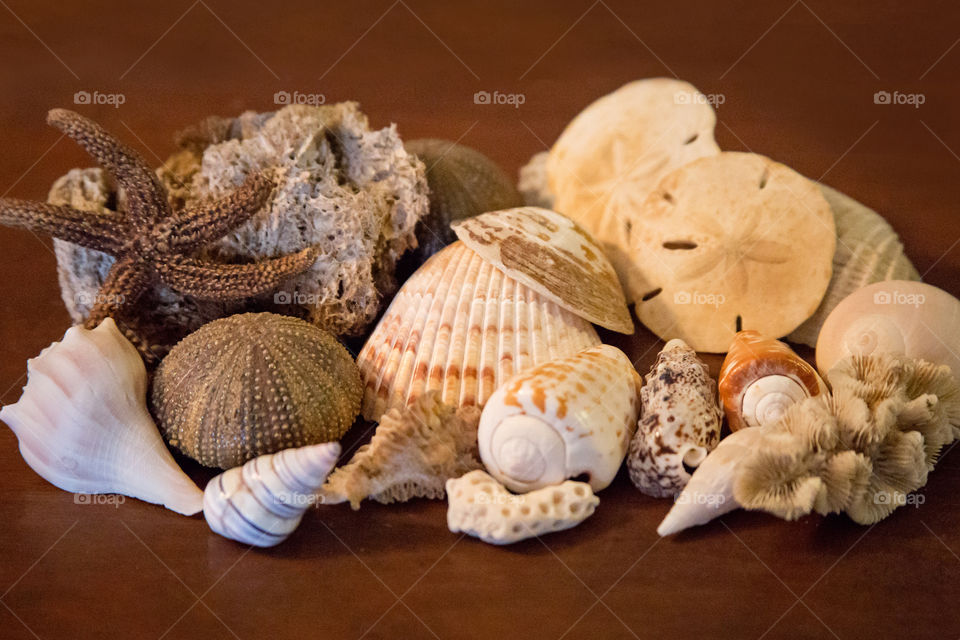 Variety of a seashell