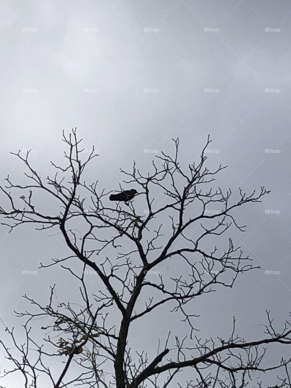 One crow in a tree branch 