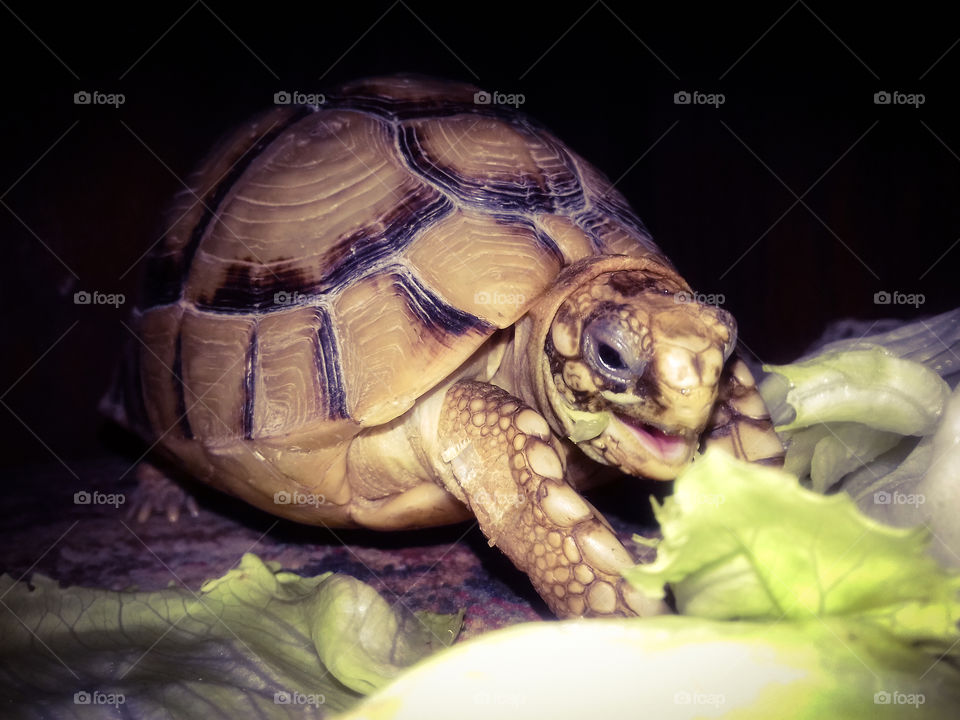 tortoise smile