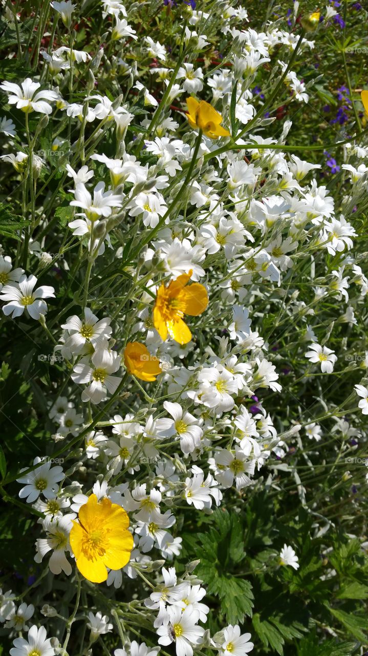 buttercups and rockabye planting. white and yellow