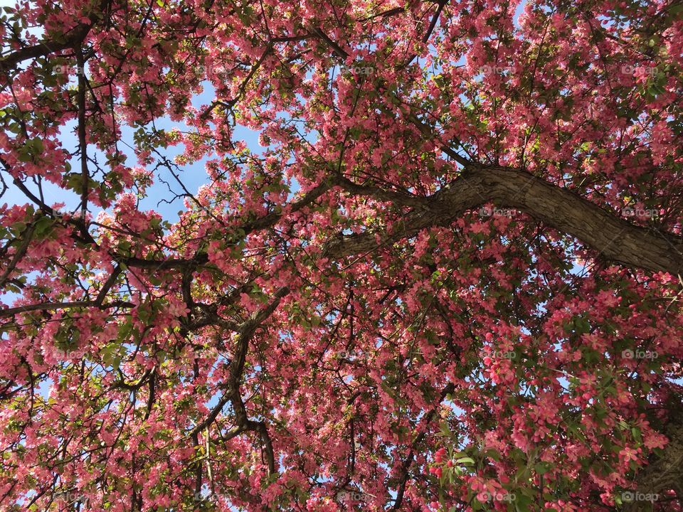 Pink Apple blossoms 