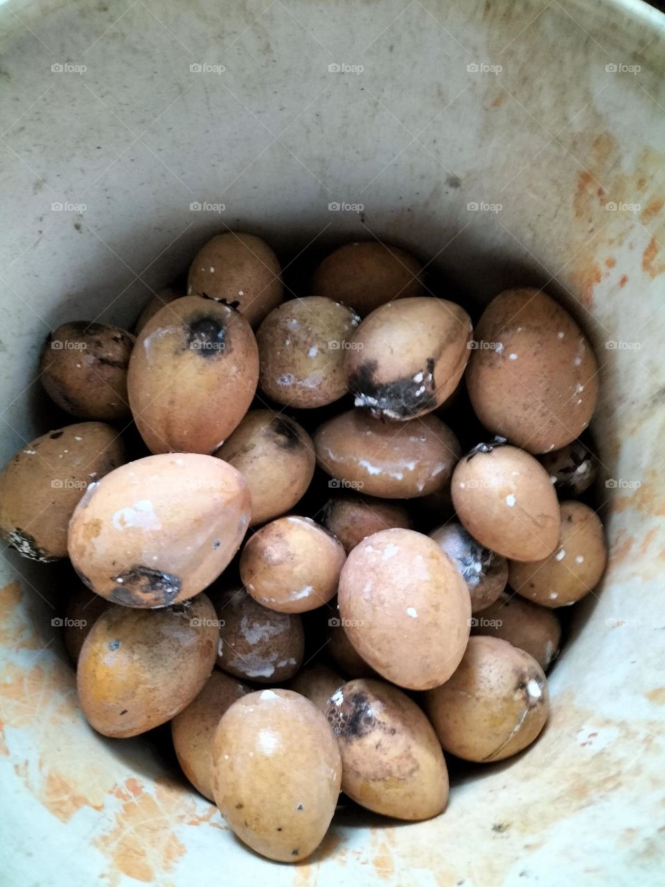 Sapodilla fruit is brown and still gummy