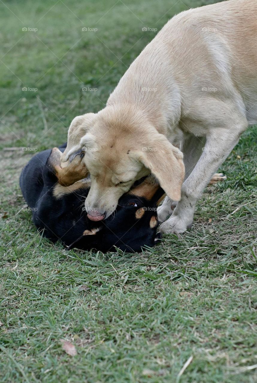 two dogs playing, best friends, fun.