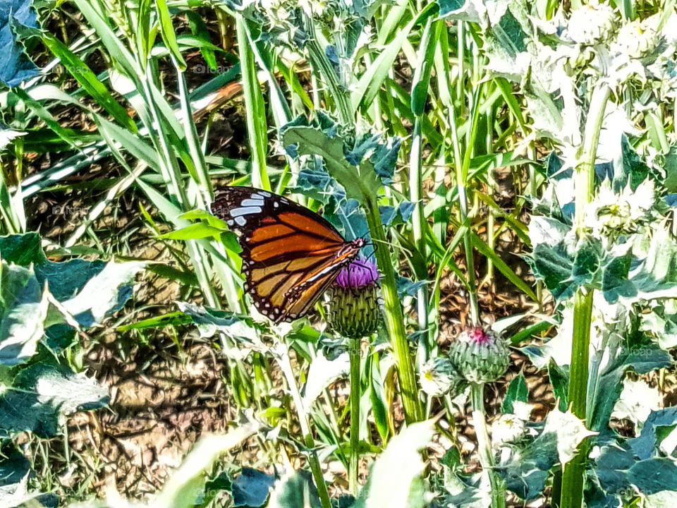 butterfly in the garden