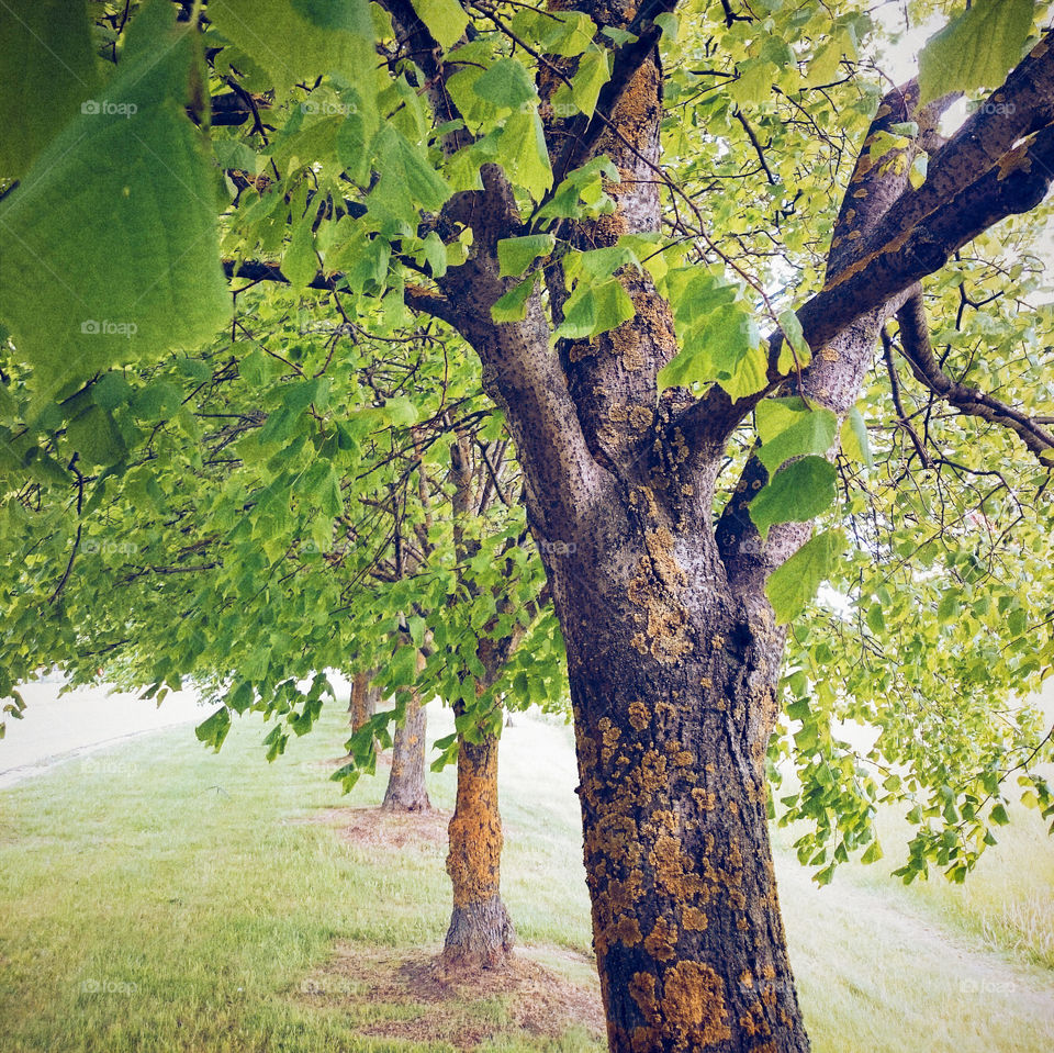 At summer and autumn it's so good to just sit under those trees and sip some cooling drink while breathing in refreshing air.