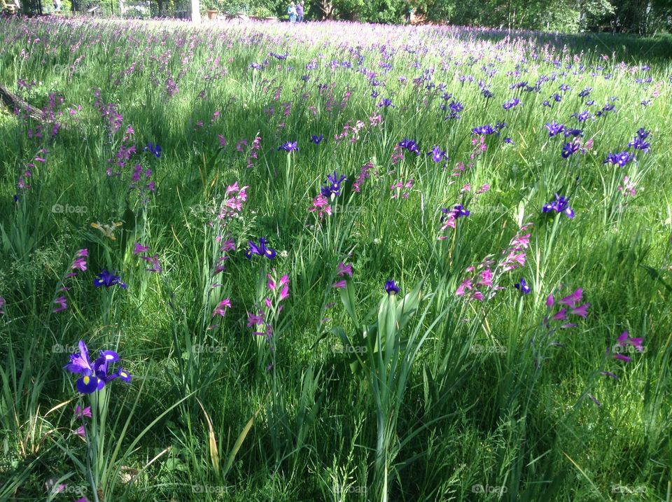 Field of Irises 
