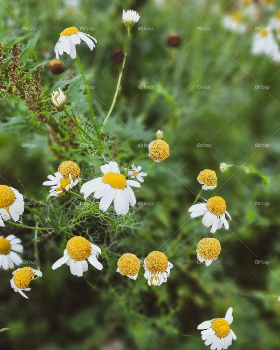 flowers